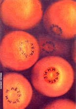 Зими и лета