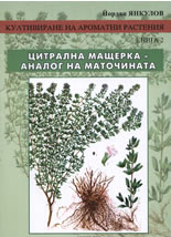 Култивиране на ароматни растения, книга 2<br>Цитрална мащерка - аналог на маточината