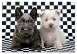 Пъзел 500 CHECKED TERRIERS